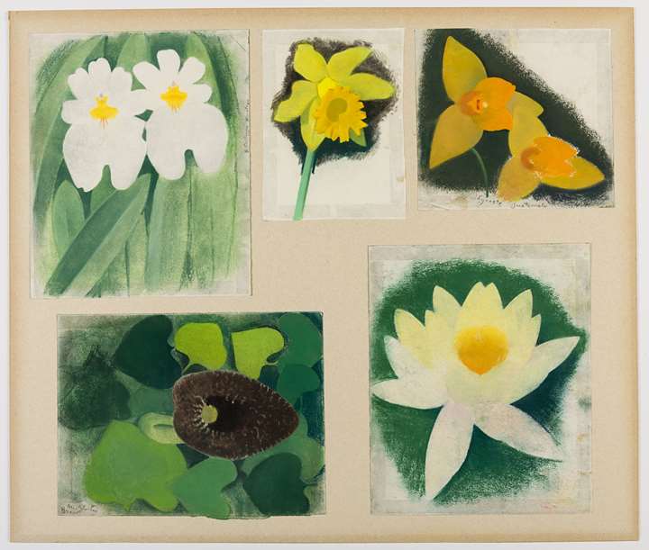 Five Studies of Orchids and other Flowers